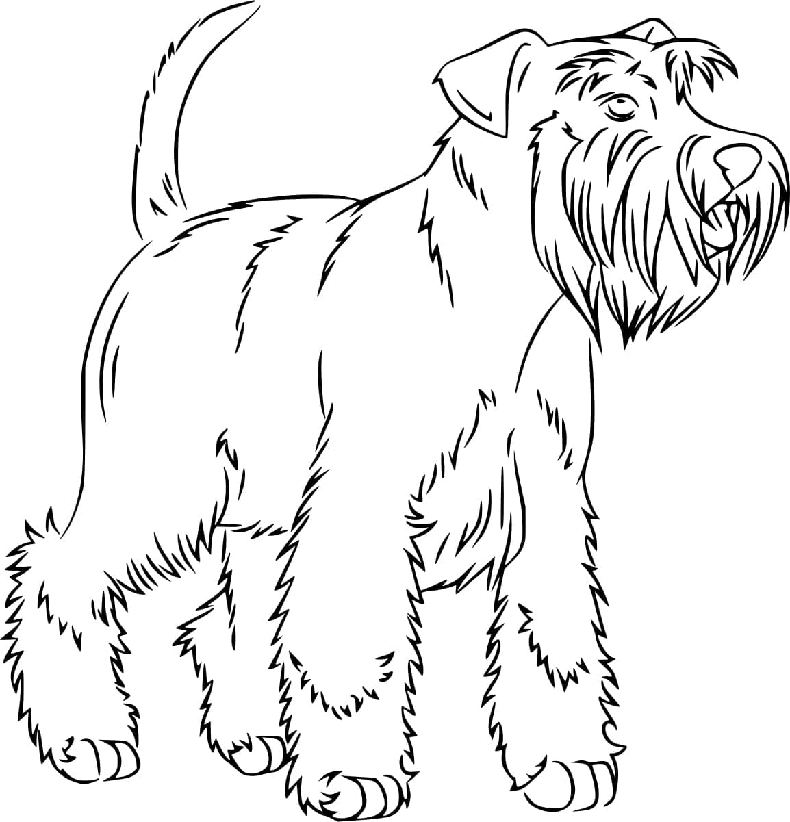 Desenho de Cachorro Schnauzer para Colorir