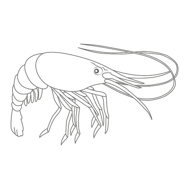 Desenho de Camarão com Raiva para Colori