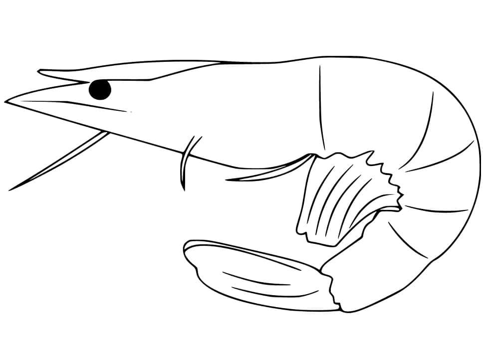 Desenho de Camarão Muito Simples para Colori