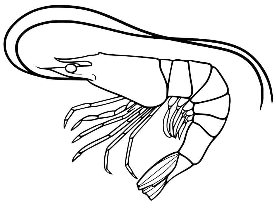 Desenho de Camarão Normal para Colori