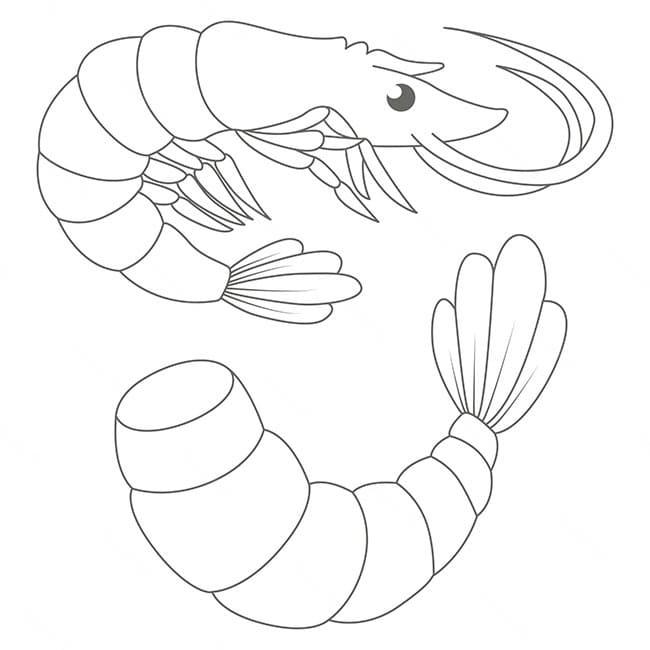 Desenho de Camarão para Comer para Colori