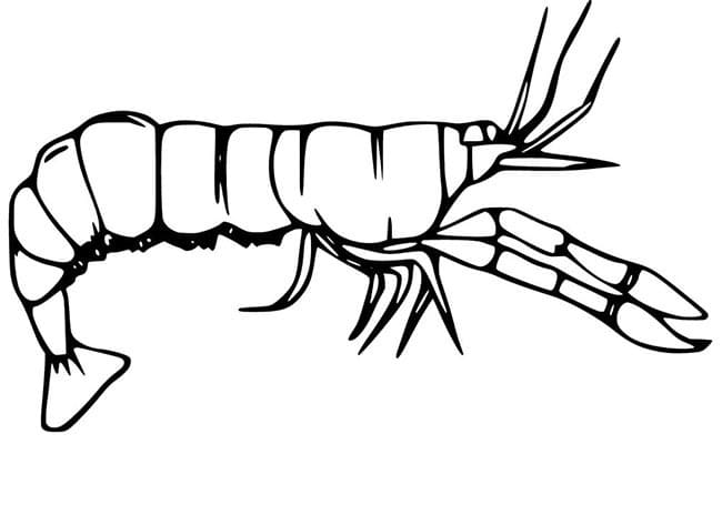 Desenho de Camarão Pequeno para Colori