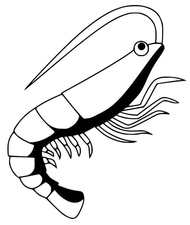 Desenho de Camarão Simples para Colori