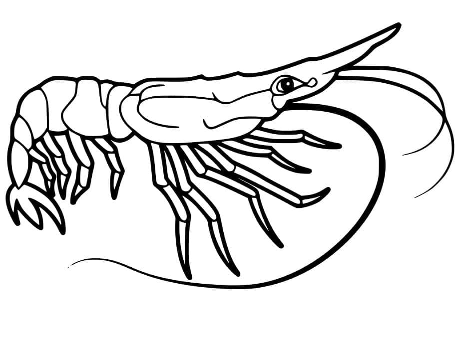 Desenho de Camarão Super Fofo para Colori