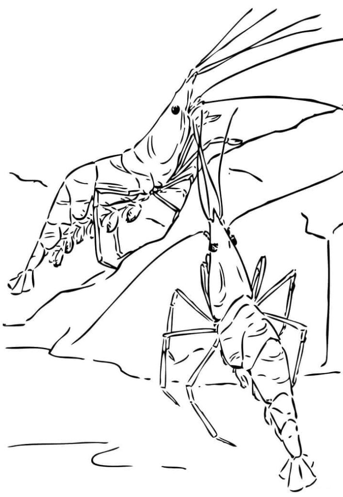 Desenho de Dois Camarões para Colori