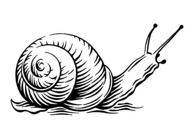 Desenho de Caracol Realista para Colorir