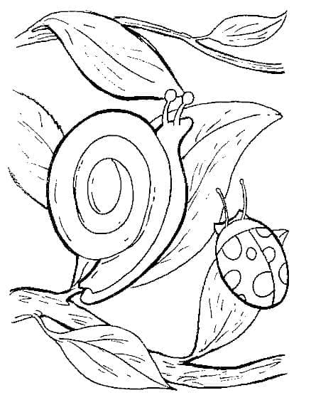 Desenho de Caracol e Joaninha para Colorir