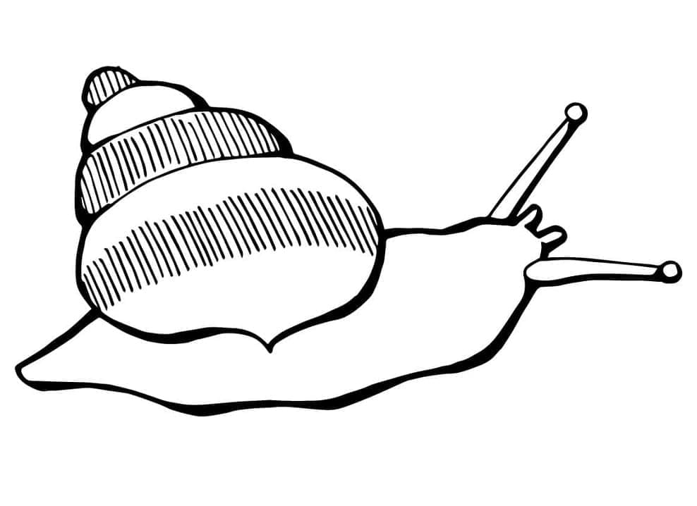 Desenho de um Caracol para Colorir