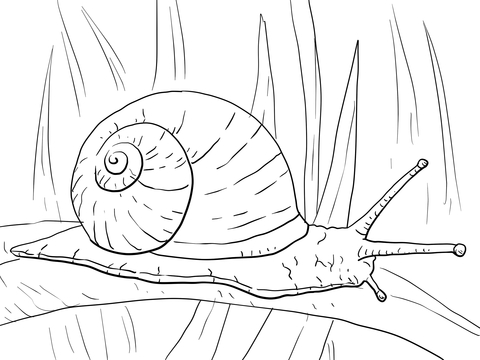 Desenho Realista de Caracol na Folha Longa A4 para Colorir