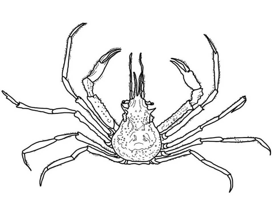 Desenho Caranguejo Decorador Gracioso para Colorir