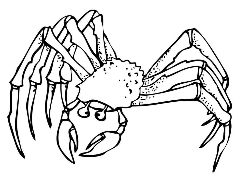 Desenho Caranguejo Fantasma para Colorir