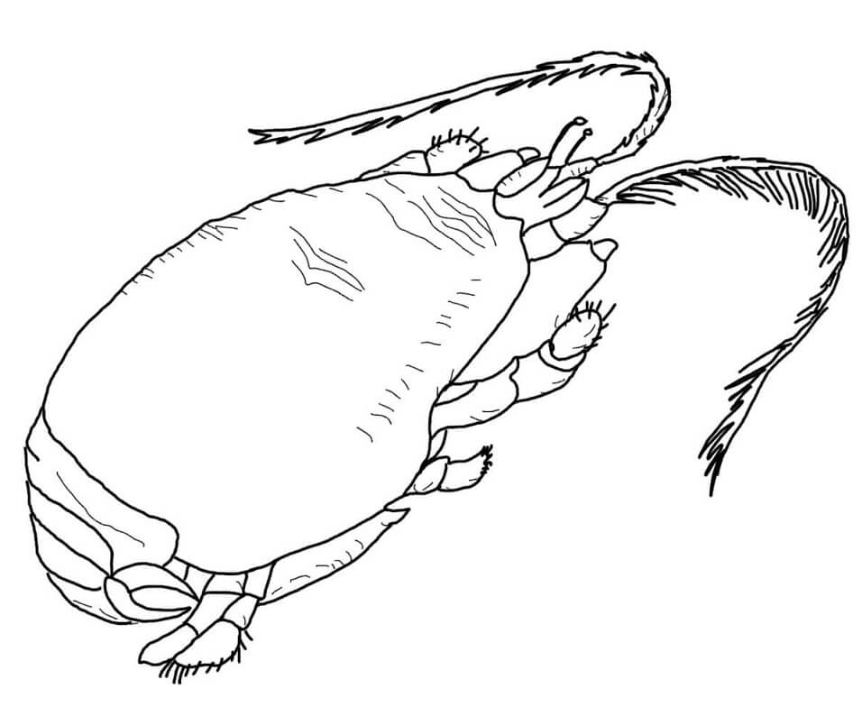 Desenho Caranguejo Toupeira para Colorir