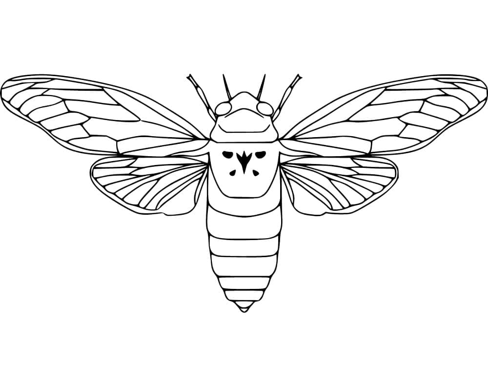 Desenho de Cigarra do Arizona para Colorir