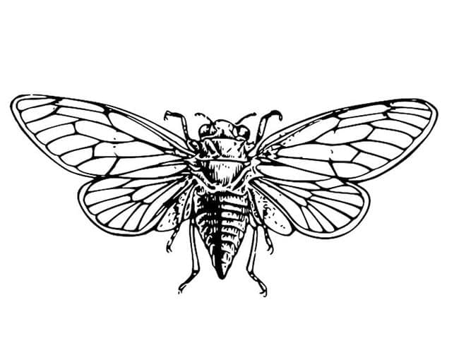 Desenho de Cigarra Voadora para Colorir