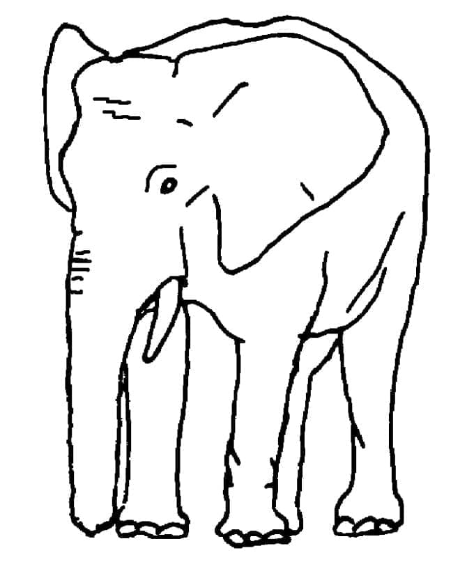 Desenho de Elefante Normal para Colorir