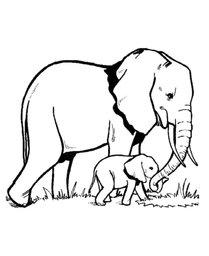 Desenho de Mãe e Bebê Elefante para Colorir