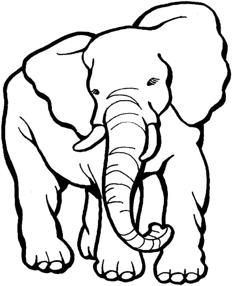 Desenho de um Elefante Normal para Colorir