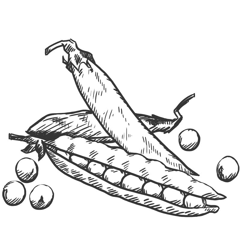 Desenho Feijões Verdes para Colorir