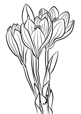 Desenho Flor de Crocus para Colorir
