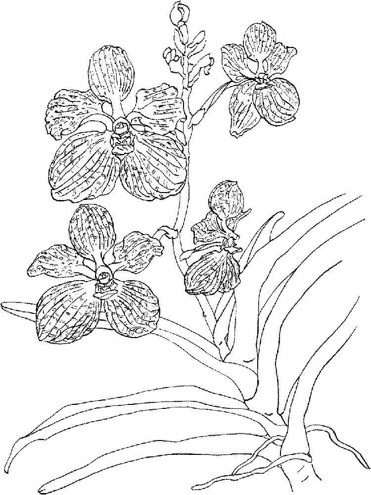 Desenho Orquídea Grátis para Colorir Desenho Orquídea Grátis para Colorir