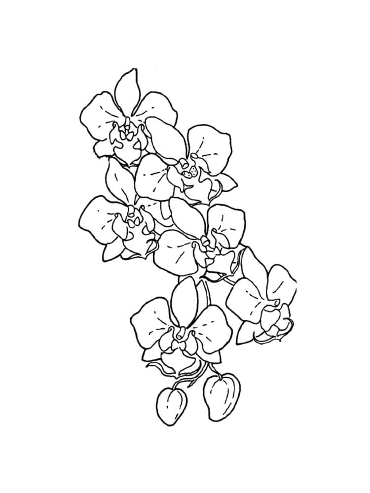 Desenho Orquídea para Colorir e Estudar