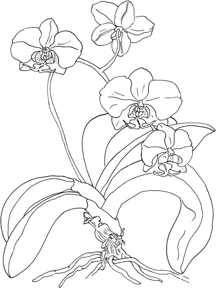 Desenho Orquídea para Colorir e Imprimir
