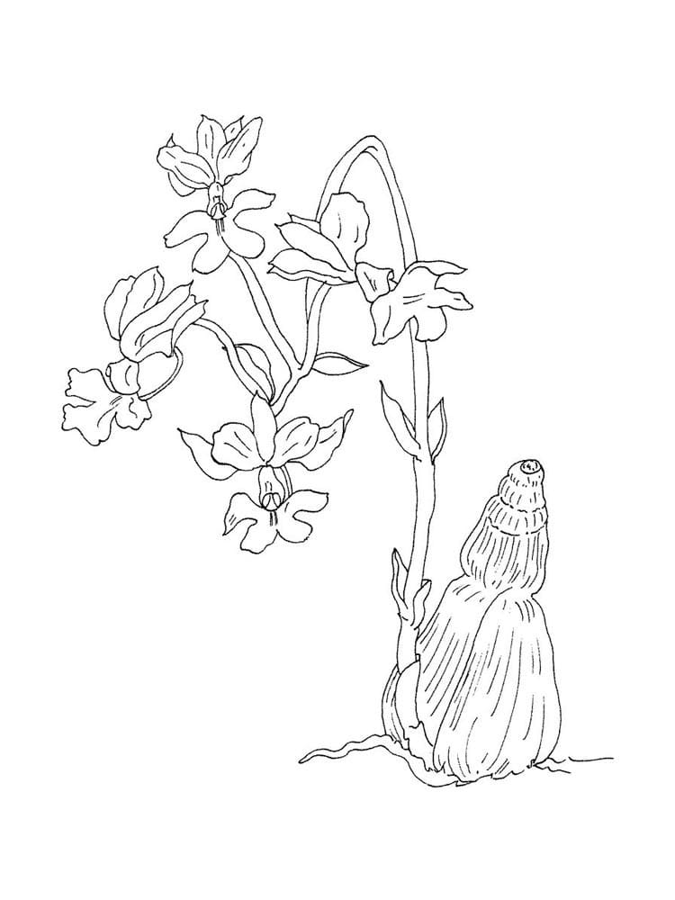 Desenho Orquídea para Colorir em Pdf