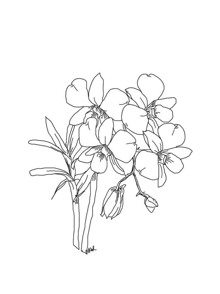 Desenho Orquídea para Colorir Giz de Cera