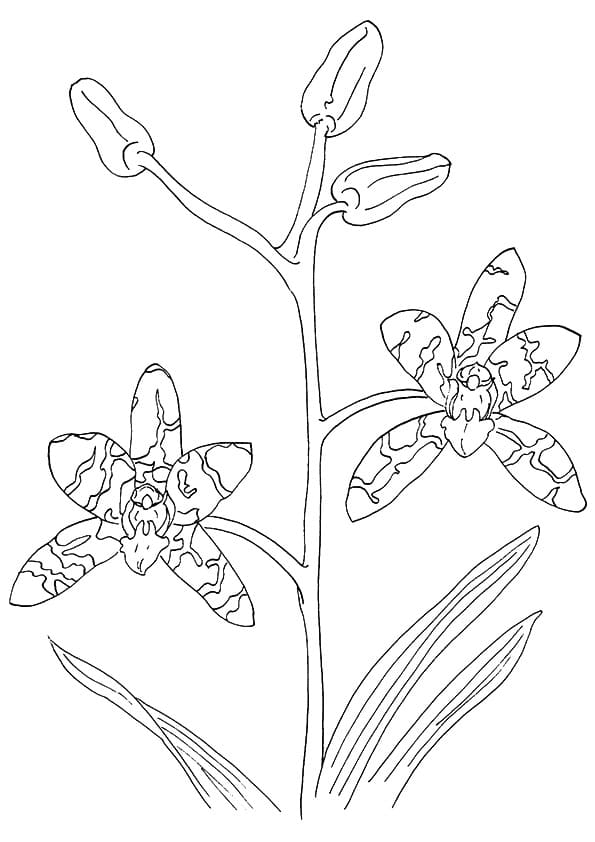 Desenho Orquídea para Colorir Imprimivel