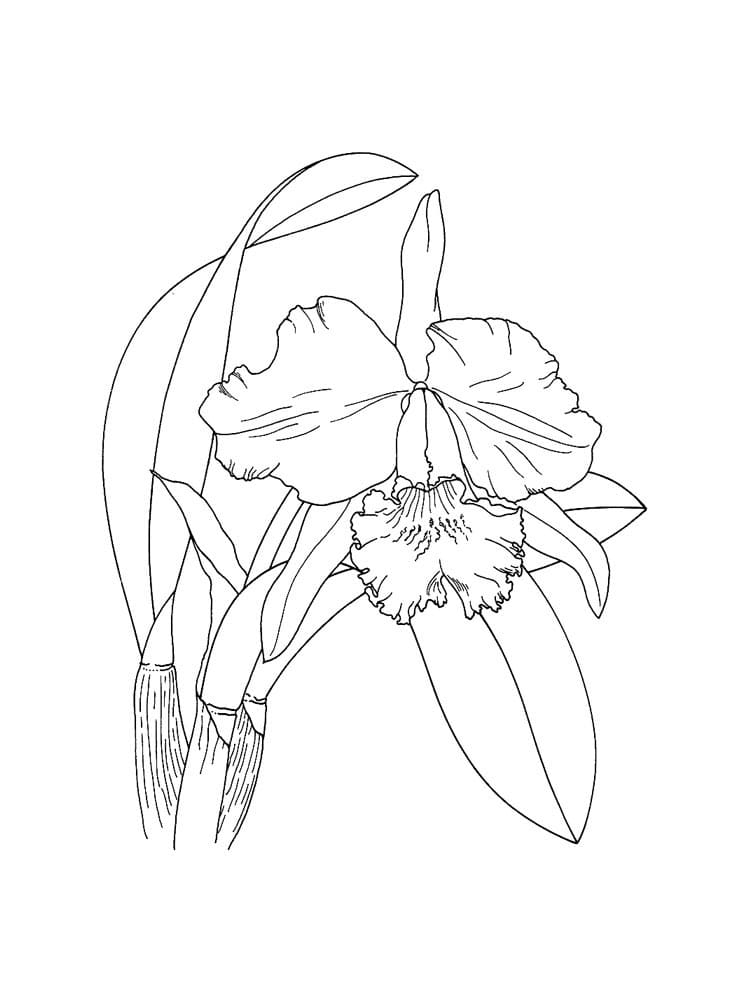 Desenho Orquídea para Colorir Lápis de Cor
