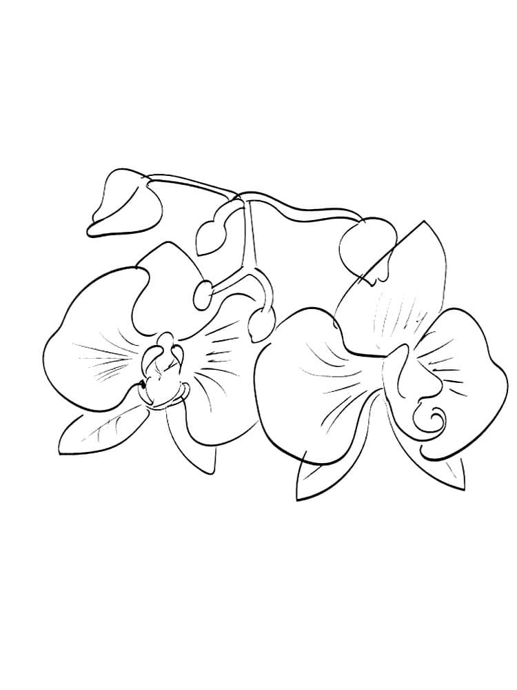 Desenho Orquídea Pdf para Imprimir Desenho Orquídea Pdf para Imprimir