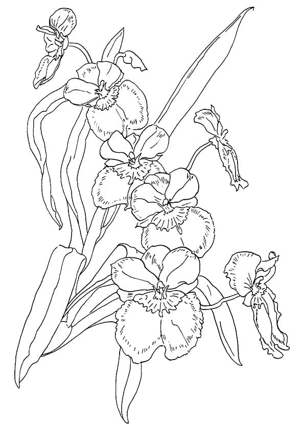 Desenho Orquídea Realista para Colorir
