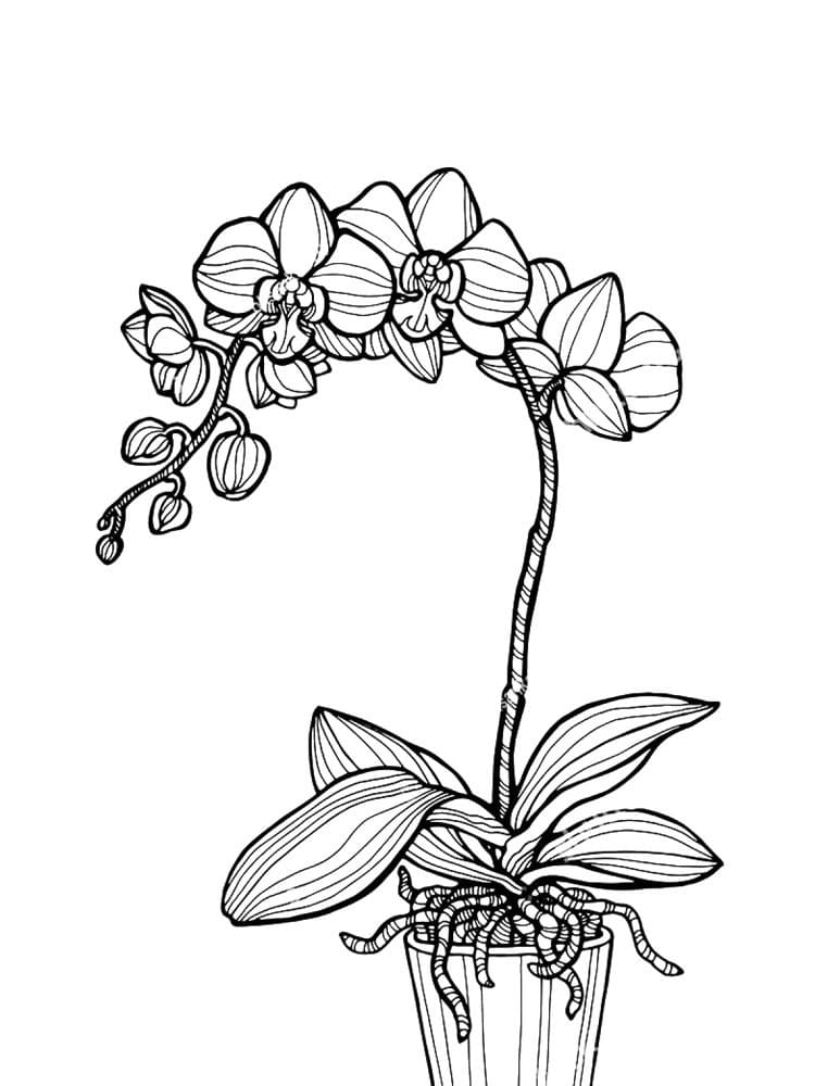 Desenho Orquídea Simples para Colorir