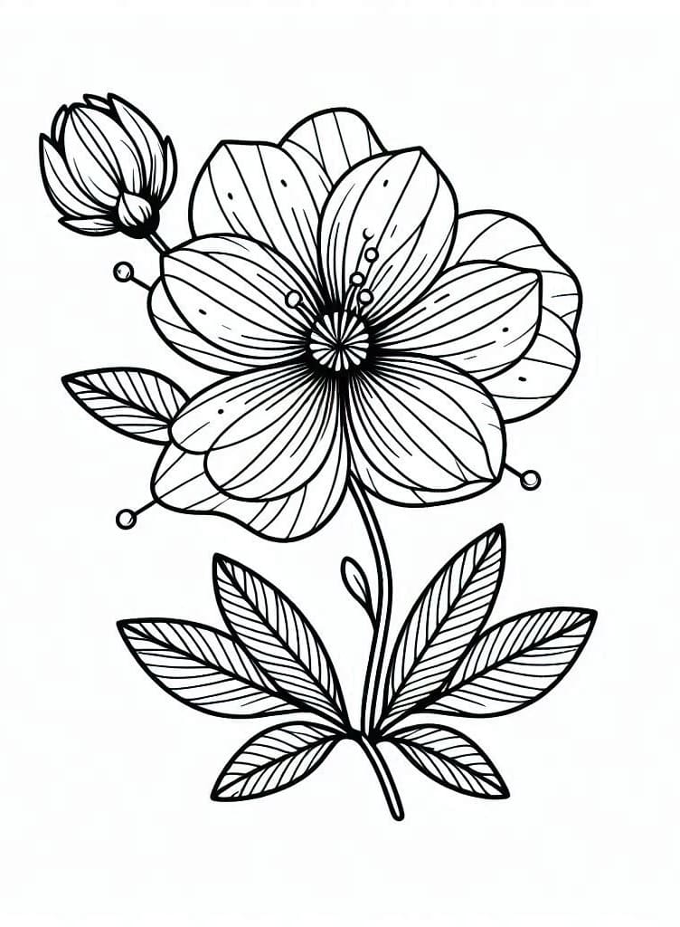 Desenho de Flor Normal para Colorir