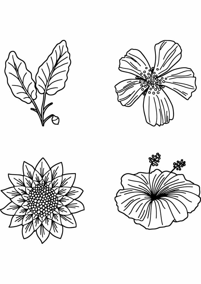 Desenho de Quatro Flores para Colorir