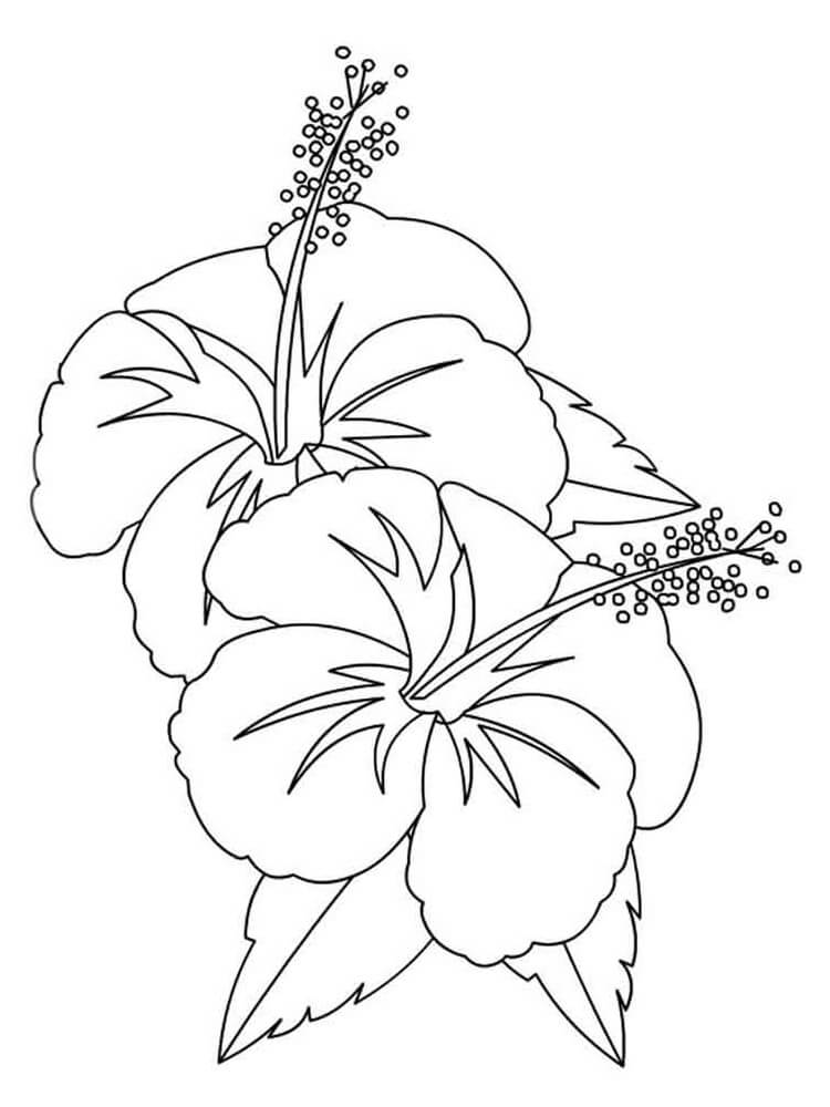 Desenho Flores de Hibisco para Colorir em Pdf