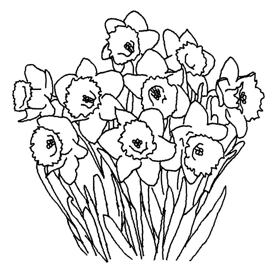Desenho Flores de Narciso para Colorir com Giz de Cera