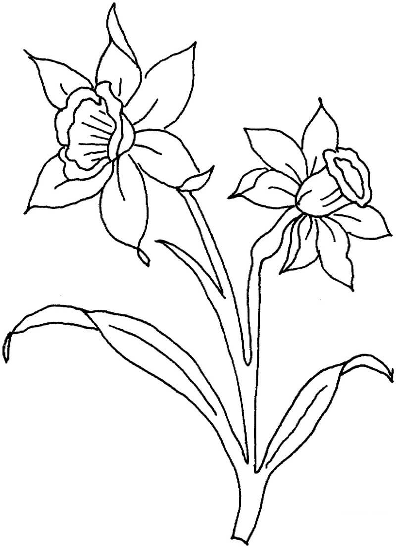 Desenho Flores de Narciso para Colorir