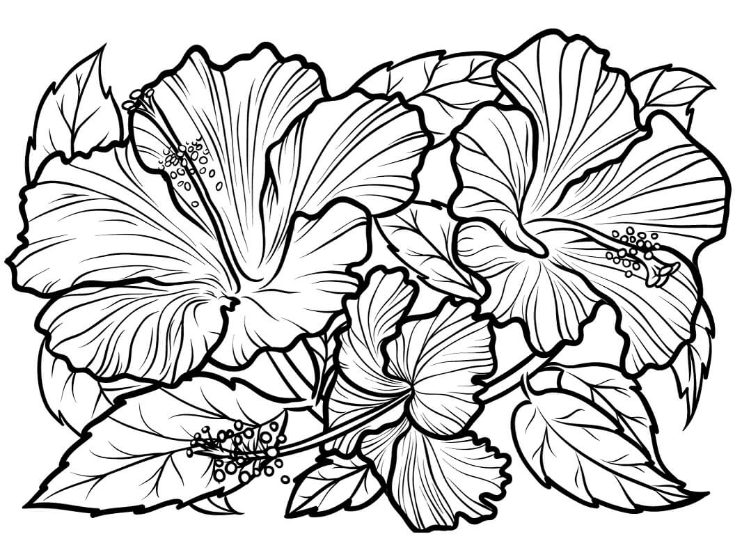 Desenho Imprimivel de Flores de Hibisco para Colorir