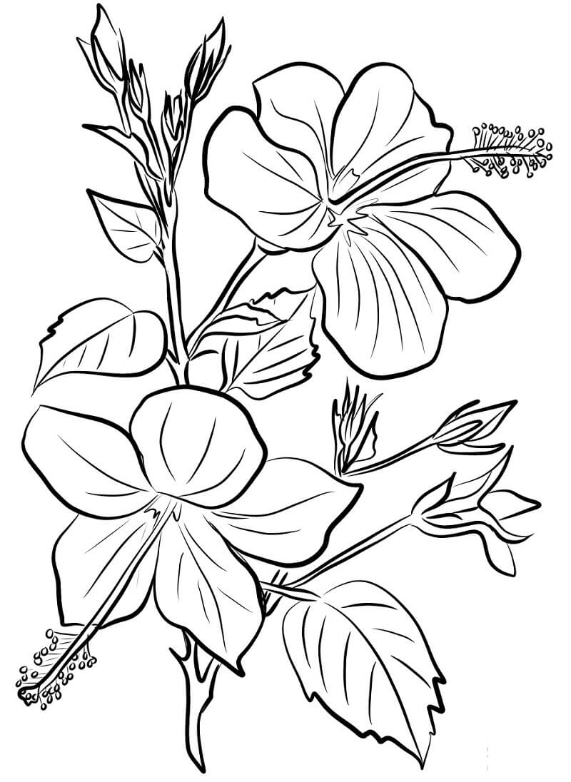 Desenho Realista de Flores de Hibisco para Colorir
