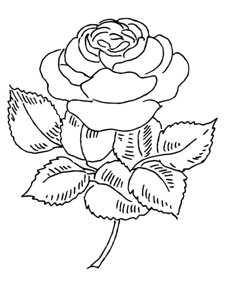 Desenho Rosa Florescendo para Colorir