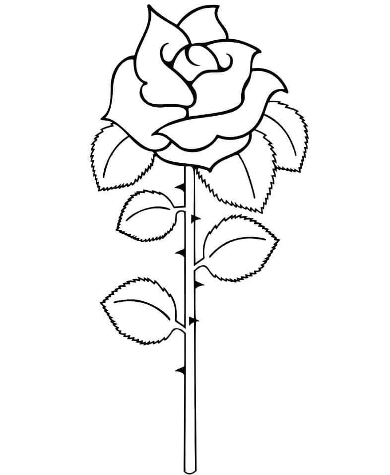 Desenho Rosa Simples para Colorir