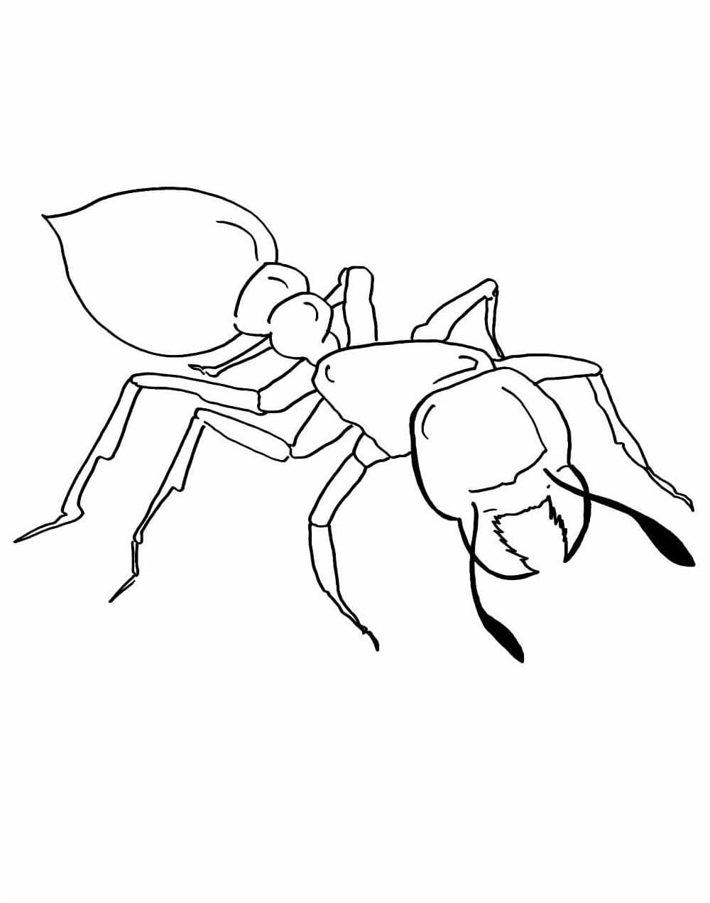 Desenho de Formigá Fácil para Colorir