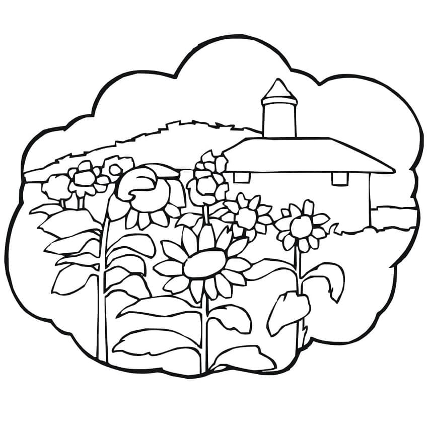Desenho de Campo de Girassol para Colorir