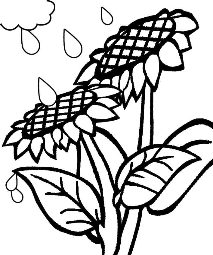 Desenho de Chuva e Girassóis para Colorir