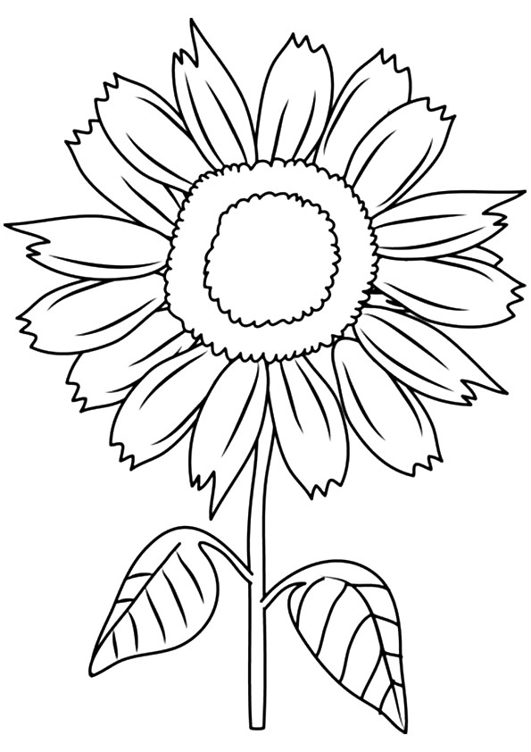 Desenho de Flor Girassol para Colorir Pdf