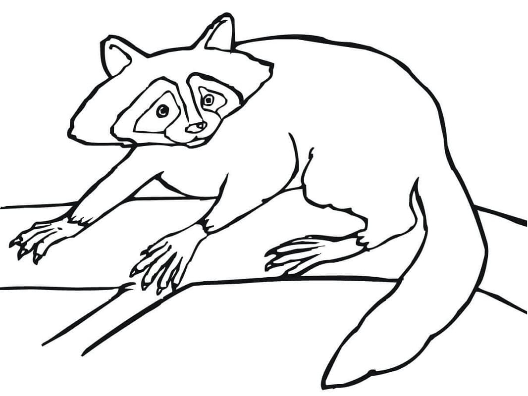 Desenho de Guaxinim para Imprimir Lápis de Cor