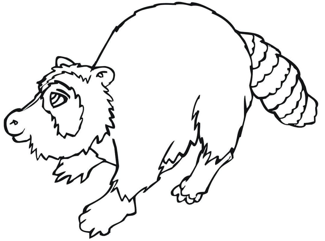 Desenho de Guaxinim Simples para Colorir