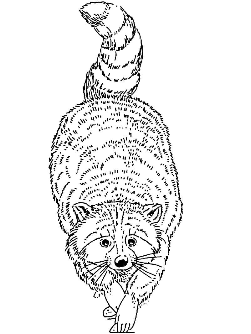 Desenho Guaxinim Selvagem para Colorir