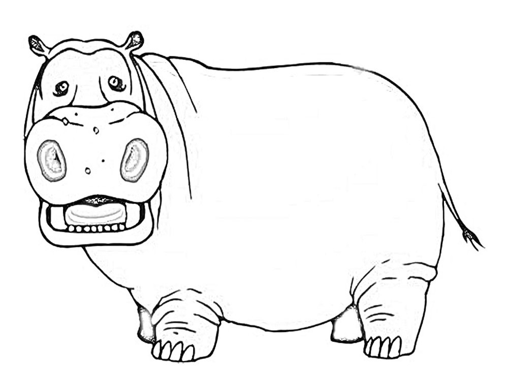 Desenho de Hipopótamo Desenho Simples para Colorir